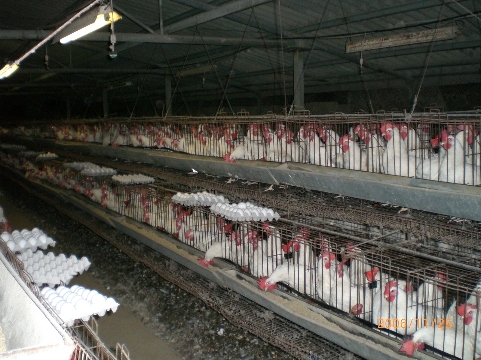 El consumo de pollo superó al de carne vacuna en la Argentina, según productores avícolas