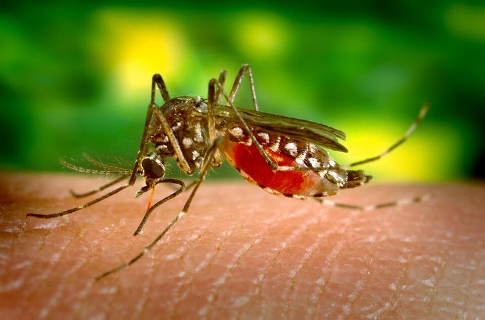 Un informe oficial confirmó que el NOA concentró el 97% de los casos de chikungunya del país